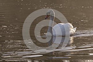 Swan in the mist