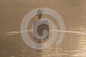 Swan in the mist