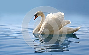 Swan on misty blue lake