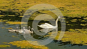 Swan mom and chicks swimming in a lake with lots of duckweed