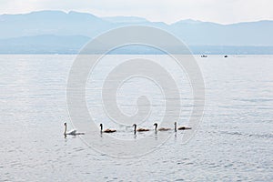 Swan mother with babies on Geneva Lake Lake Leman, Switzerland