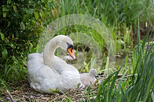 Swan mother with baby cygnet sitting in the brooding nest