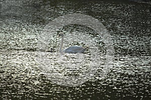 Swan mother and signet in the twilight lake
