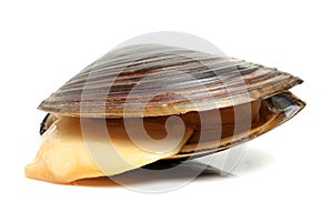 swan mussel