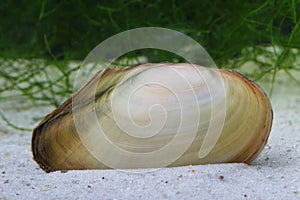 Swan mussel (Anodonta cygnea) on the on ponds bottom