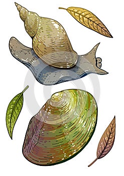 Swan mussel and Great pond snail illustration, drawing, colorful doodle vector