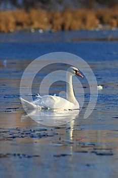Swan muta autumnus mane in gelida lacus in Siberia photo