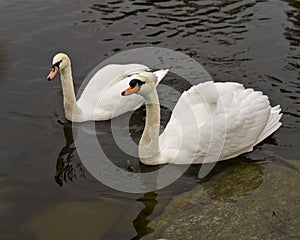 Swan Mute Stock Photo and Image. Couple close-up profile view swimming with blur background in their environment and habitat