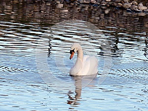 Swan in a natural park photo