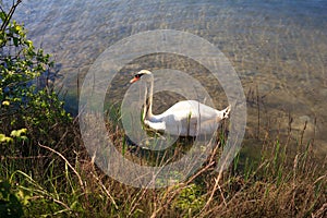 Swan in the nature reserve of the Isonzo river