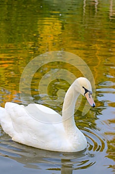 Swan on Nature water