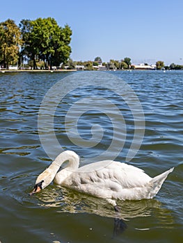 Swan on Neptun lake in Romania