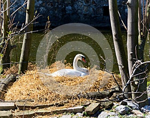 Swan in the nest