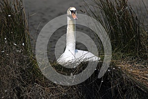 Swan in nest