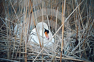 Swan in nest