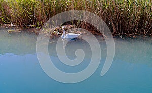 Swan with nest and eggs - aerial view
