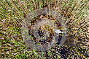 Swan with nest and eggs - aerial view