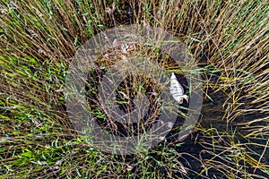 Swan with nest and eggs - aerial view