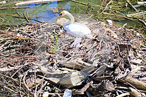 A swan on a nest of twigs and garbage in a polluted river