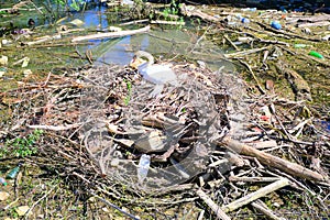 A swan on a nest of twigs and garbage in a polluted river