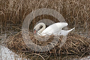 Swan nesting