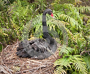 Swan nesting