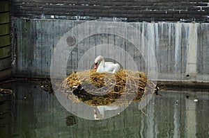 Swan nesting on a city canal/urban widlife