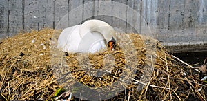 Close up of white swan nesting on a city canal/urban wildlife