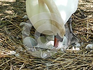 A Swan nesting in its scrape, sitting on eggs