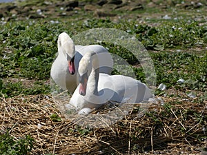 A Swan nesting in its scrape, sitting on eggs