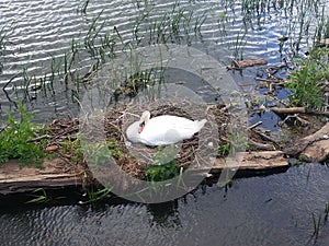 Swan nesting on the river