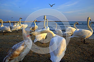 Swan nipping photo