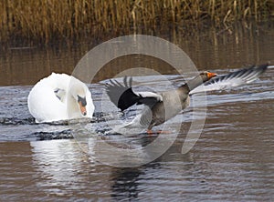 Swan not liking a goose