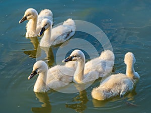 Five cute swan chicks on lake photo