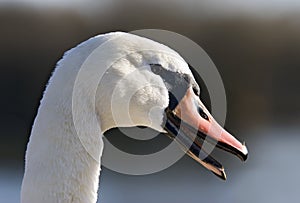 Swan with Open Beak