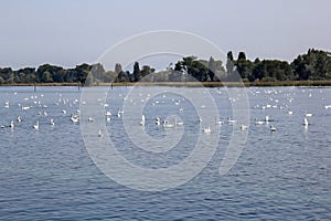 Swan overpopulation on the Lake of Constance