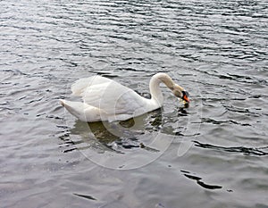 A swan paddling on a river in ontario