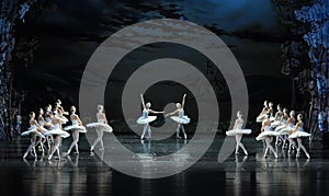 The swan in pairs rise and dance in a happy mood-ballet Swan Lake