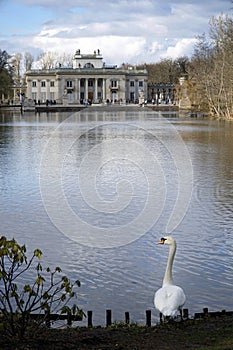 Swan and Palace on the Isle in Lazienki Krolewskie, Warsaw, Poland