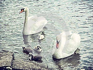 Swan parents with her youngs, blue filter
