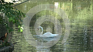 A Swan In A Peaceful Pond
