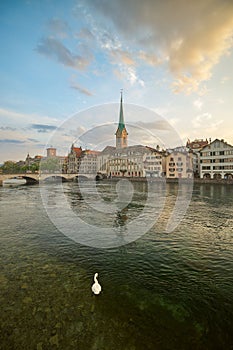 Swan peacefully glide through the crystal clear waters of Zurich, Switzerland