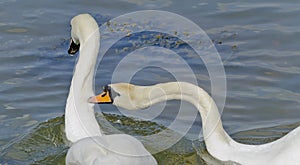 Swan pecking another swan