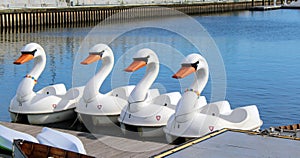 Swan Pedal Boats
