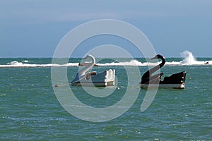 Swan pedalos