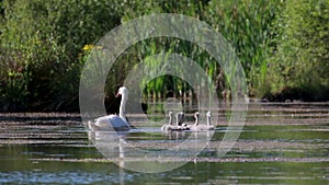 Swan, pen, Cygnini, paddling with her six cygnets on a calm loch in early morning, scotland.