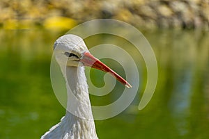 swan picture from izmir alsancak photo