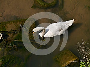 Swan in polluted water