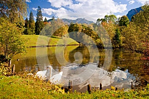 Swan pond