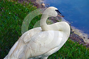 Swan in the pond